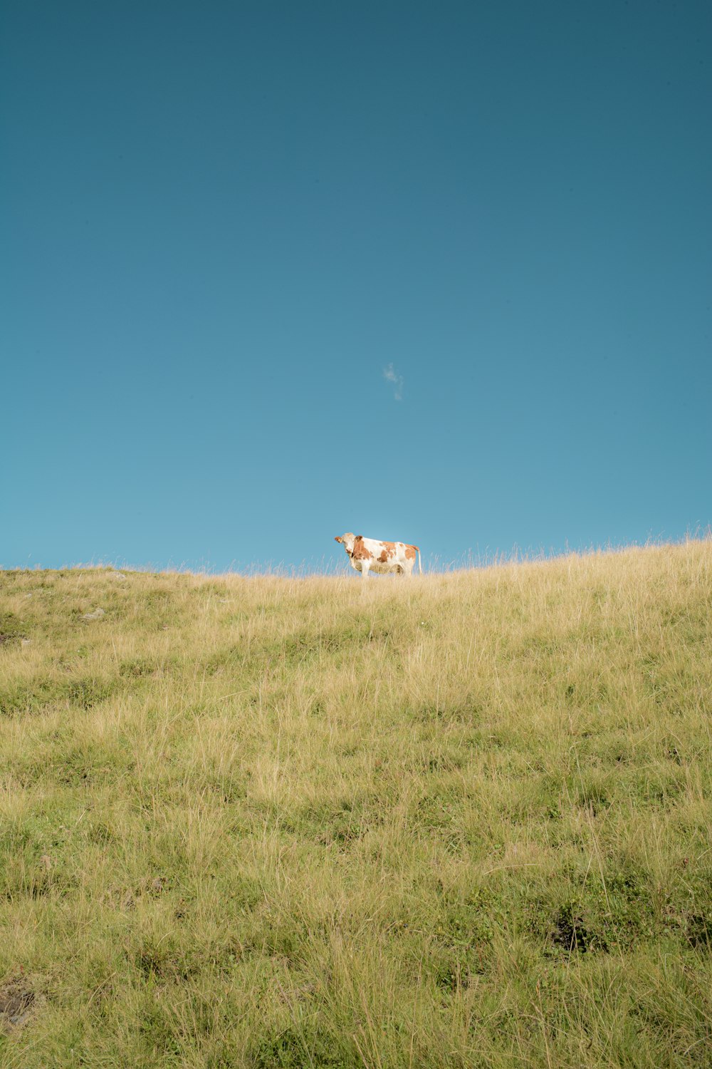 brown and white dog on green grass field under blue sky during daytime