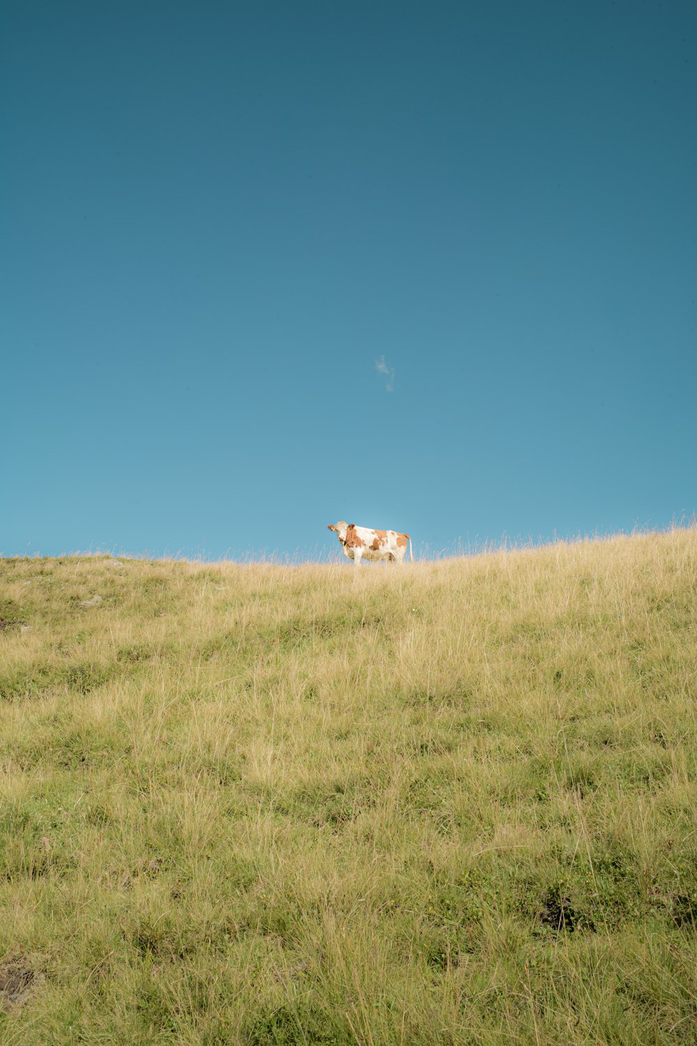 cão marrom e branco no campo de grama verde sob o céu azul durante o dia