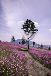 purple flower field under cloudy sky during daytime