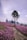 purple flower field under cloudy sky during daytime