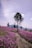 purple flower field under cloudy sky during daytime