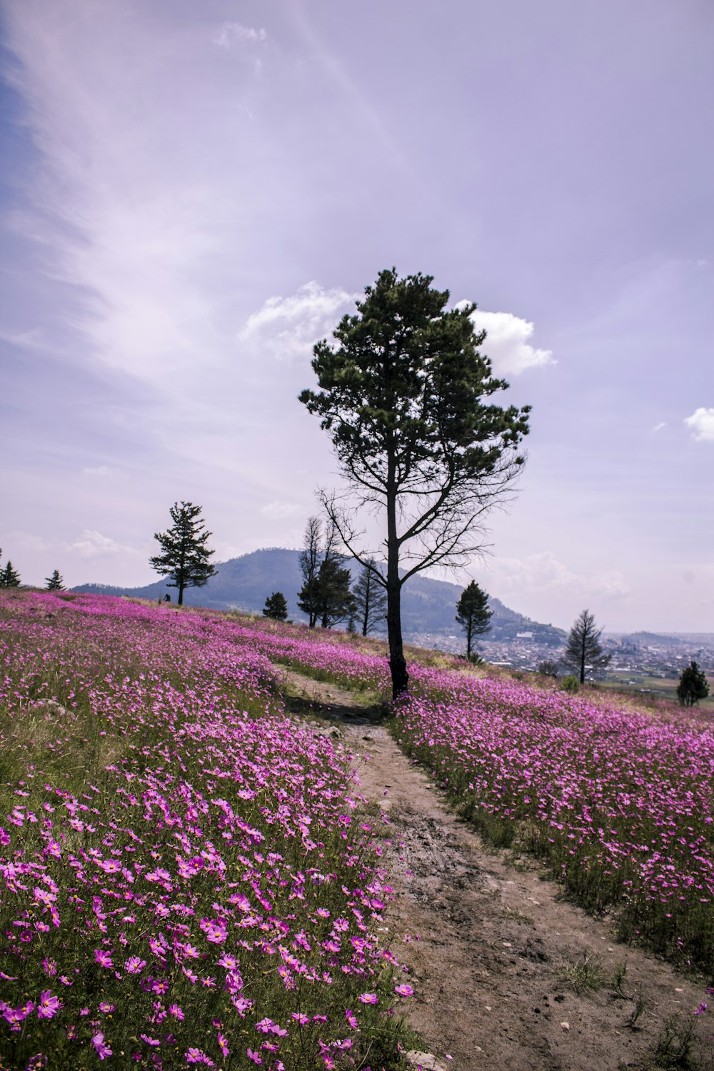 昼間の曇り空の下の紫色の花畑