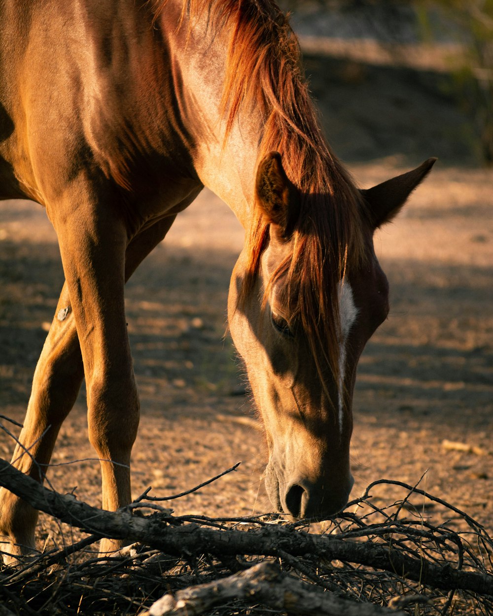 brown horse on brown field during daytime