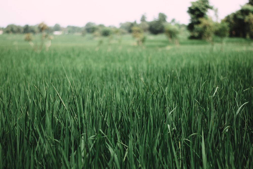 green grass field during daytime