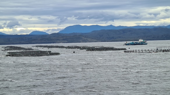 A large body of water with several fish farming cages scattered across the surface. A vessel, likely a fishing or service boat, is seen near the cages. In the background, there are distant mountains under a cloudy sky.