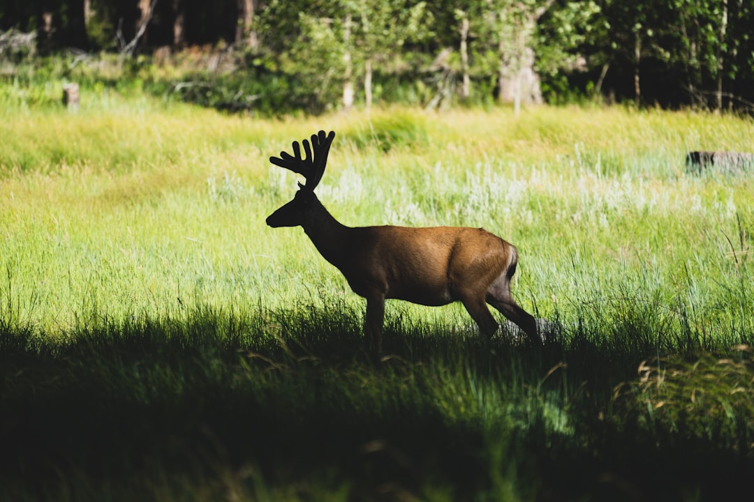 brown deer on green grass field during daytime