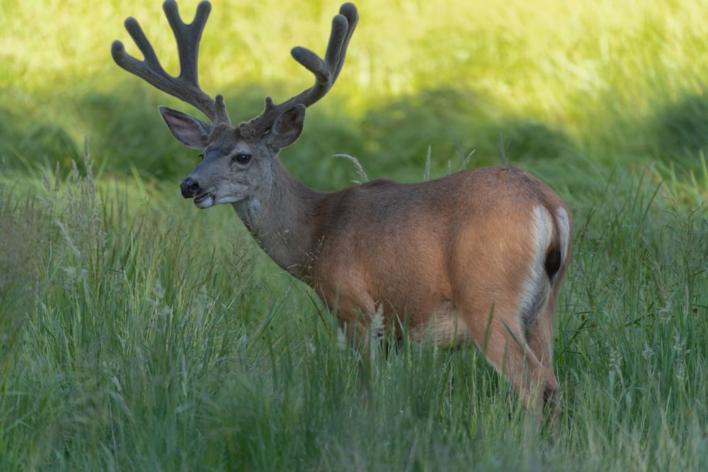 brown deer on green grass during daytime