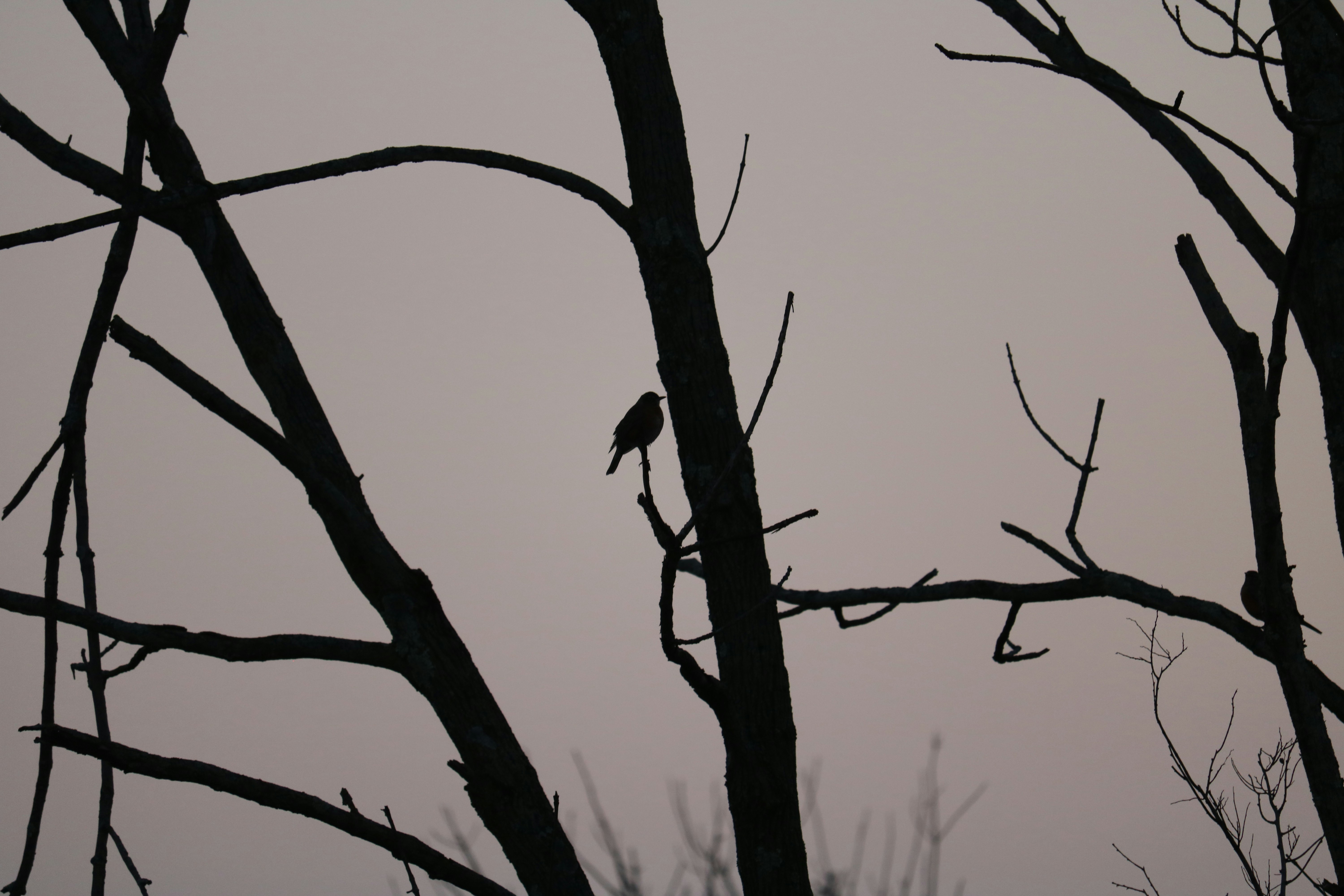 Photo by imranmshaik