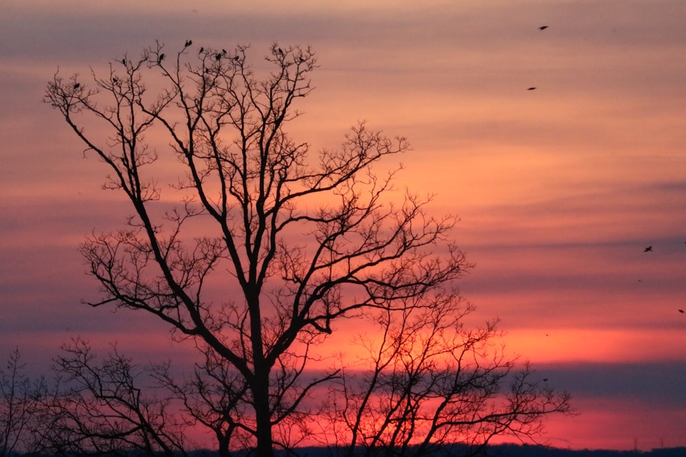 leafless tree under orange sky