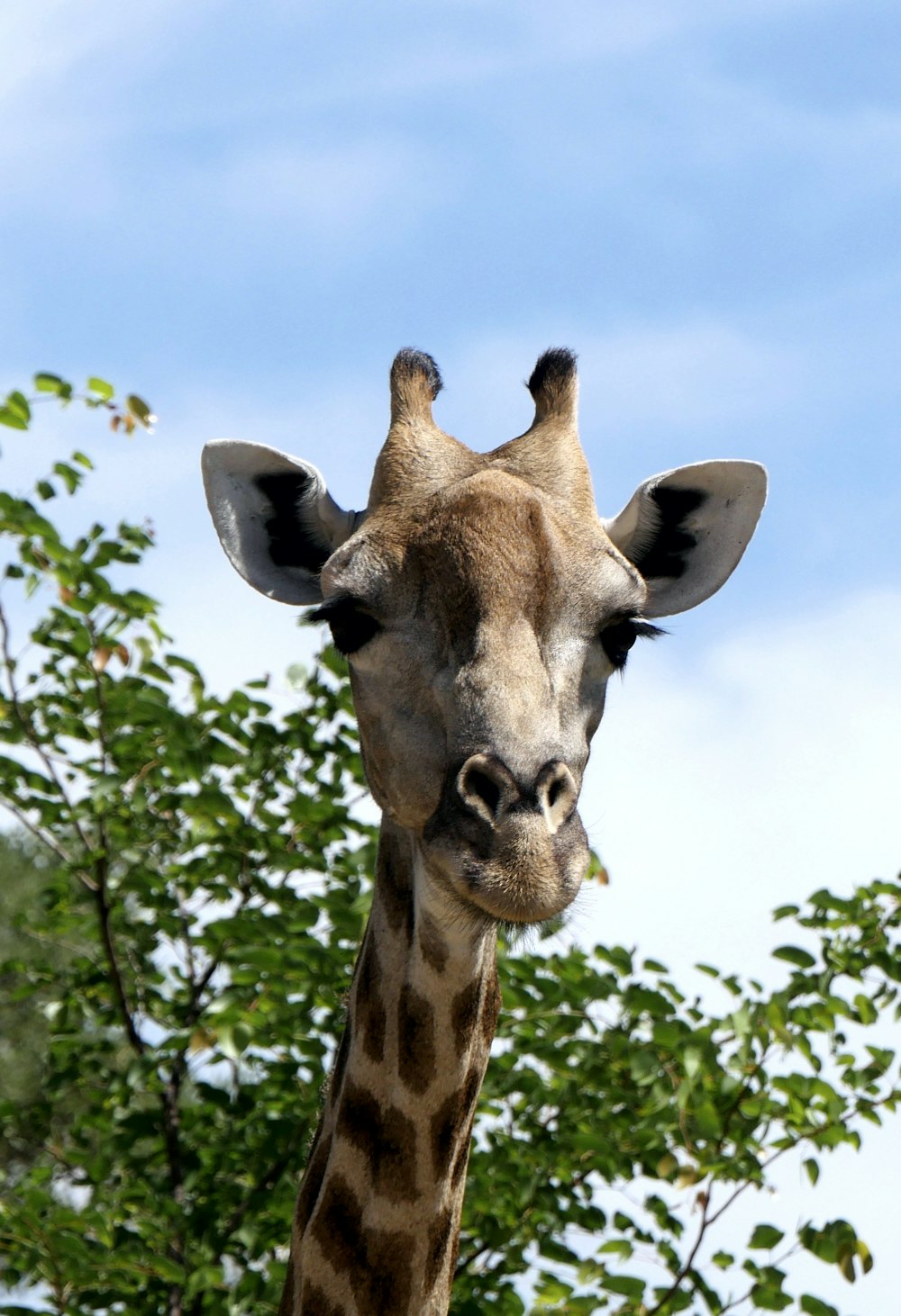 brown giraffe in close up photography