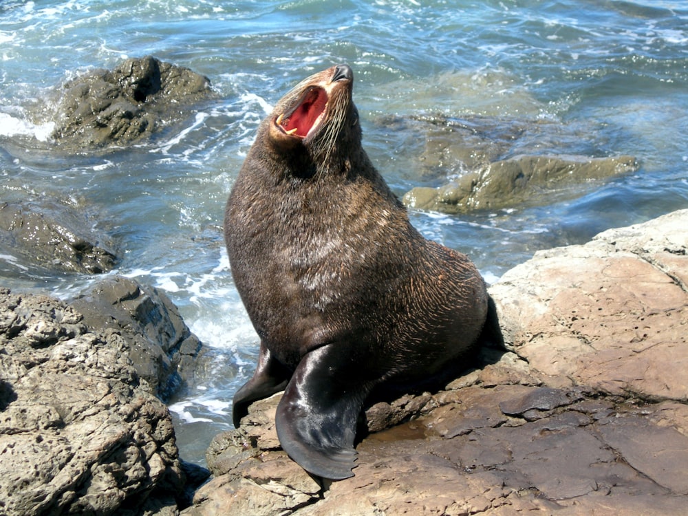 sea lion on rocky shore during daytime