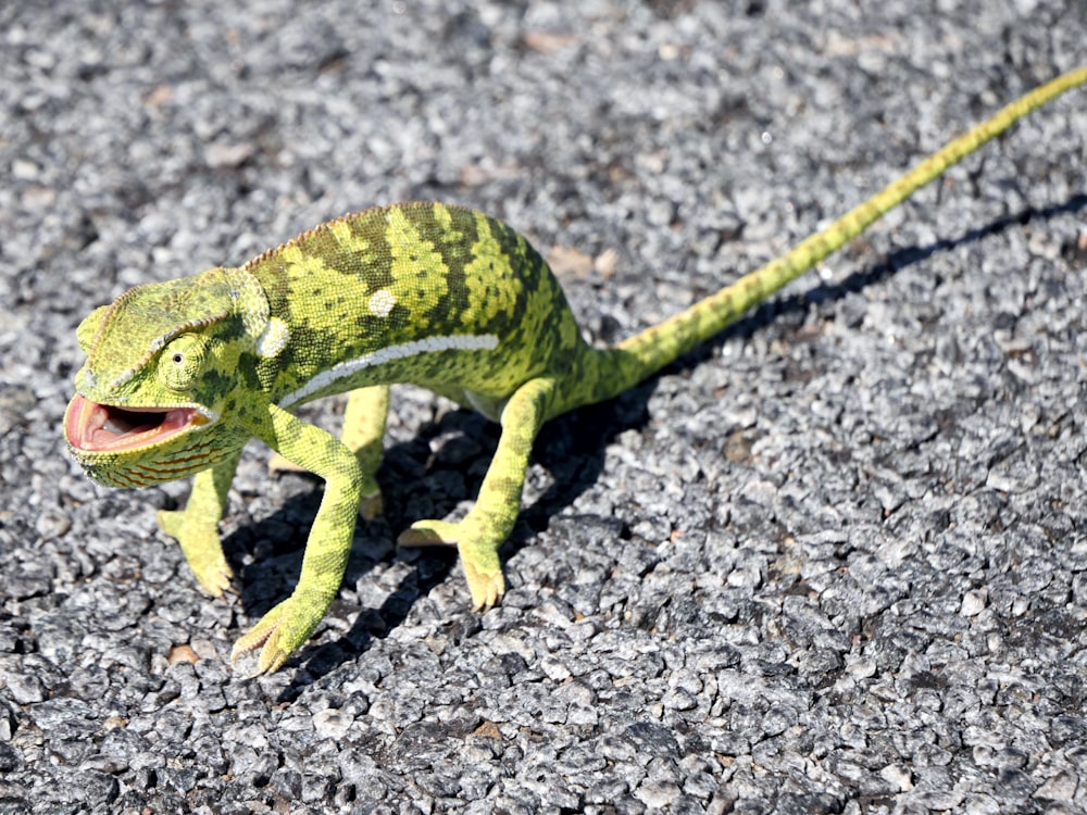 green and brown chameleon on gray ground