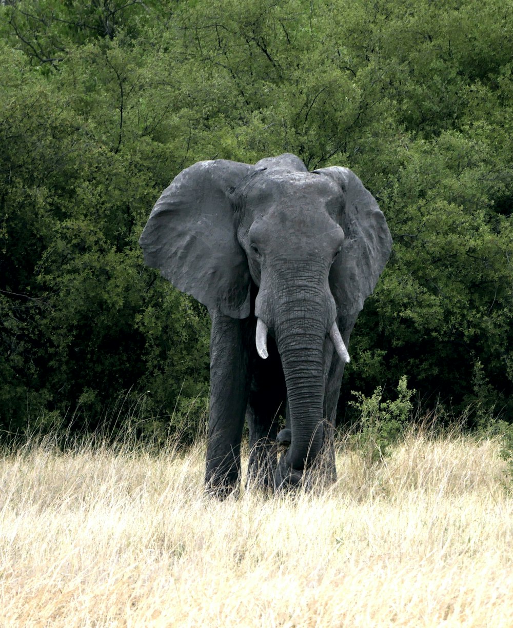 black elephant on green grass field during daytime