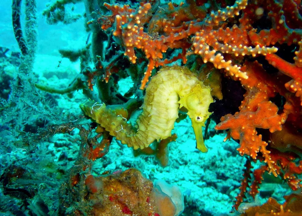 yellow and white fish under water
