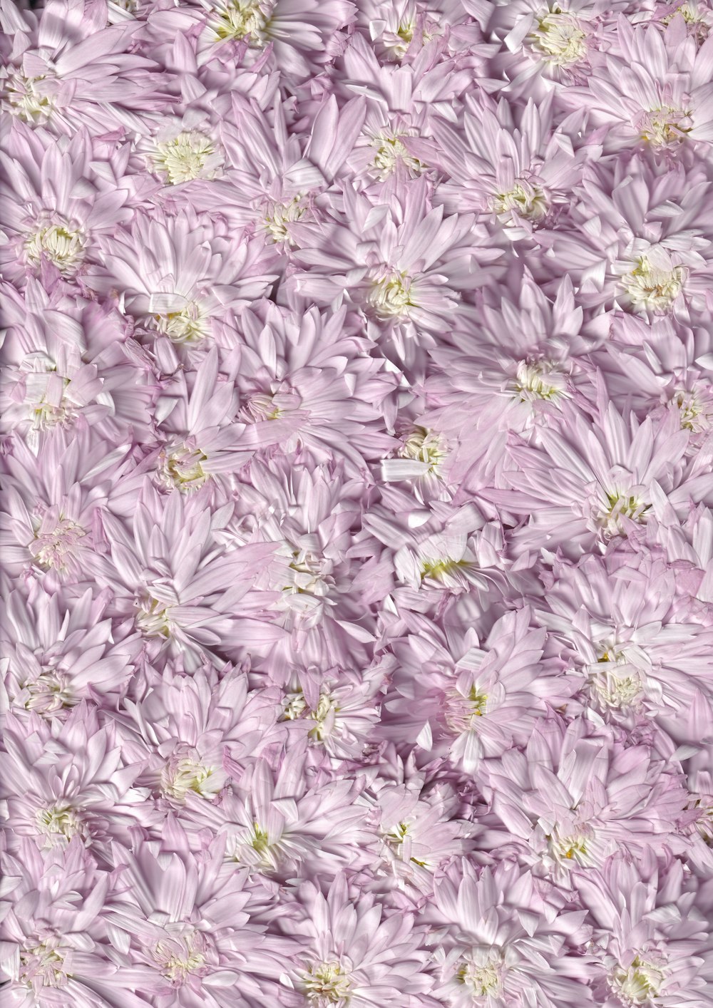 purple and white flower petals