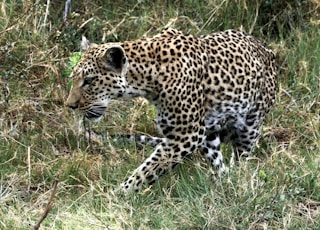 leopard walking on green grass field during daytime