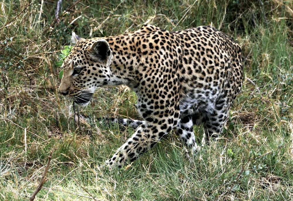 leopard walking on green grass field during daytime