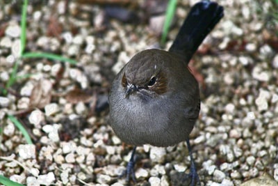 brown bird on brown soil