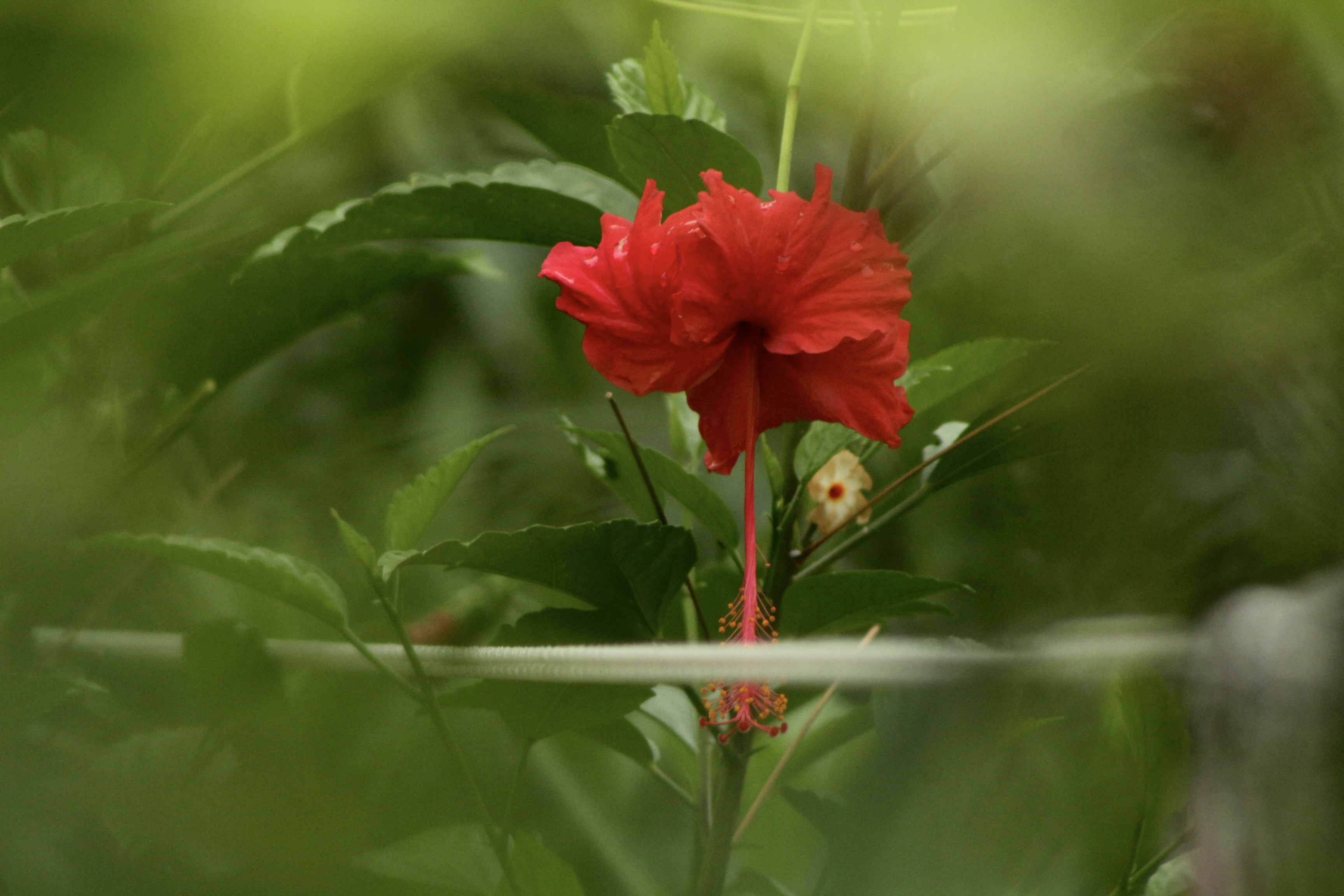 Photo by sharanyakovuri