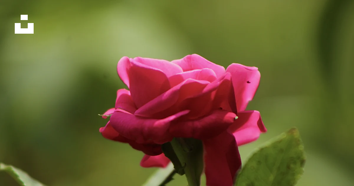 Rosa rosada en flor durante el día foto – Imagen de Flor gratuita en ...