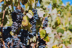 black round fruits in tilt shift lens