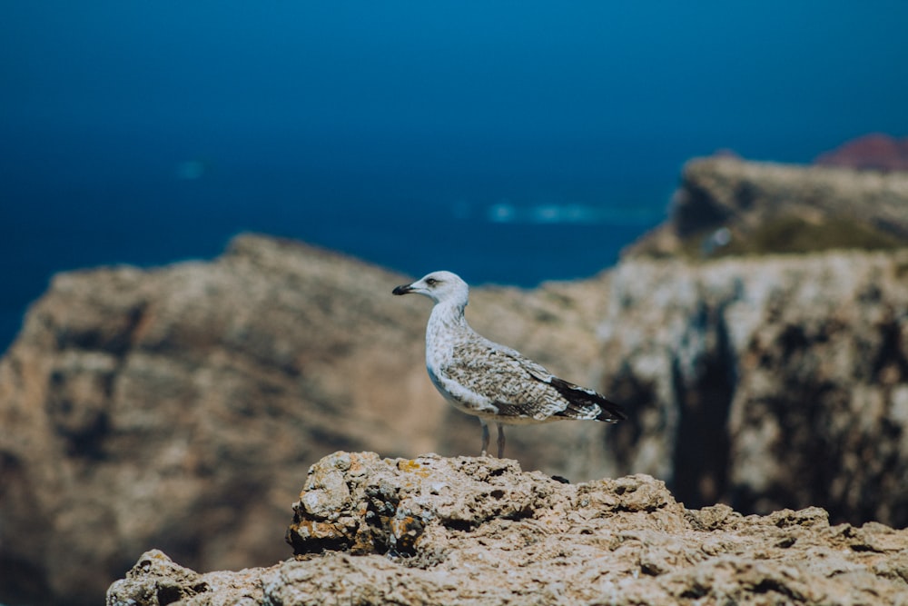 pássaro branco e cinza na rocha marrom durante o dia