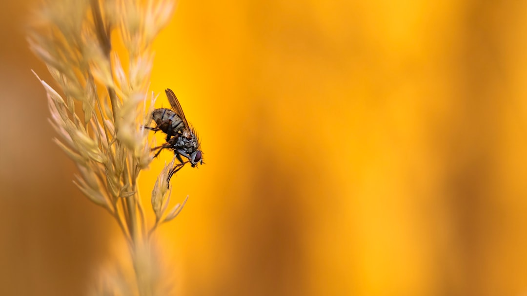 black and yellow bee on yellow flower