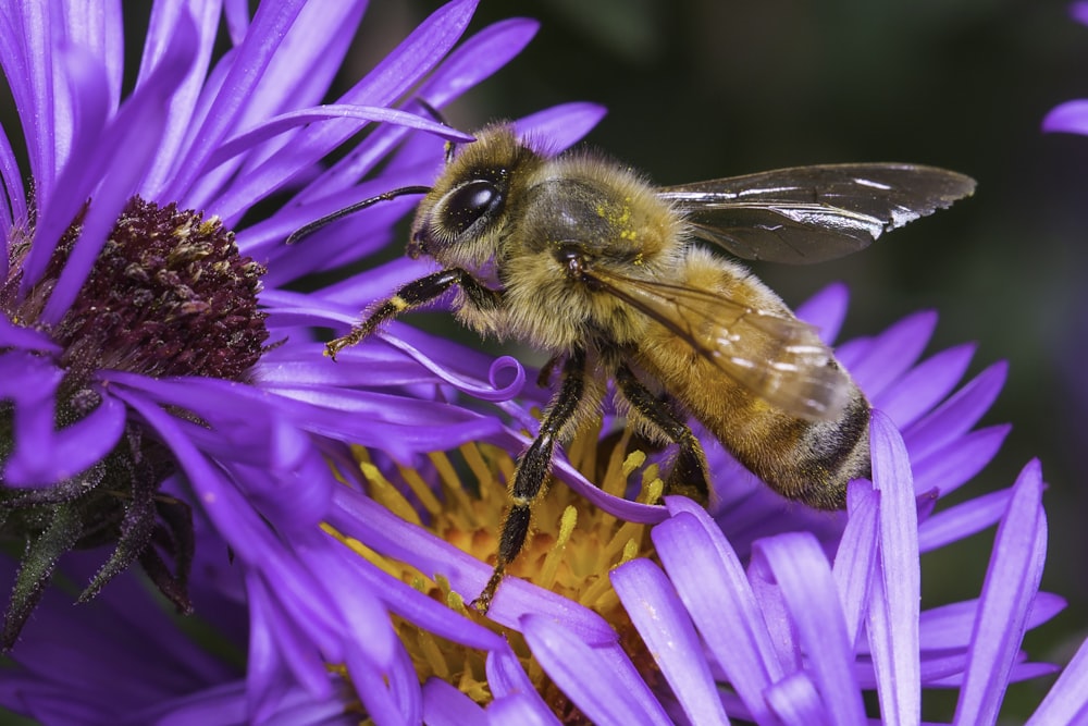 honeybee perched on purple flower in close up photography during daytime