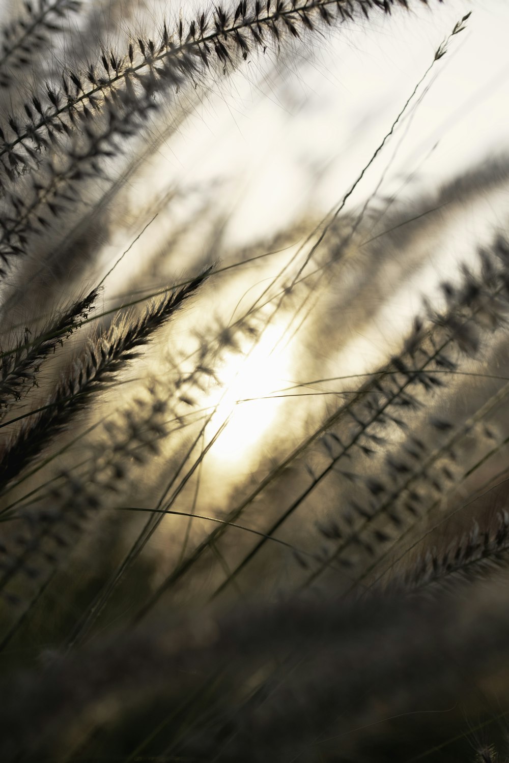 campo di grano bruno durante il giorno