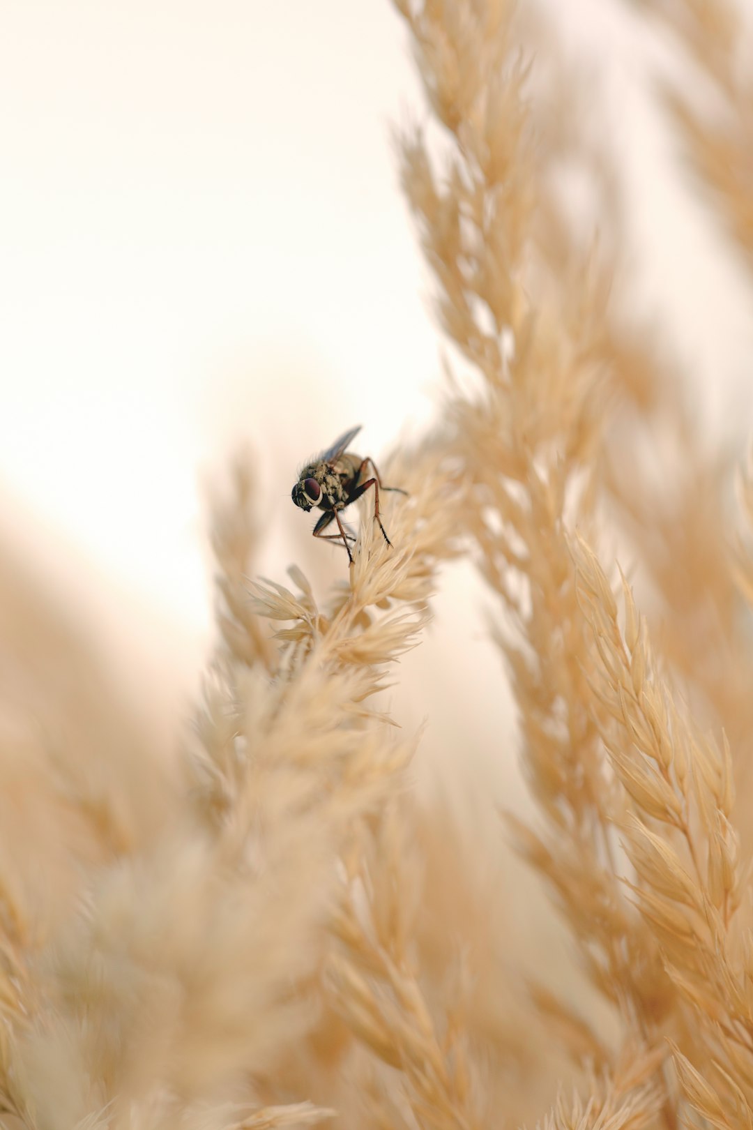 black and brown fly on brown plant