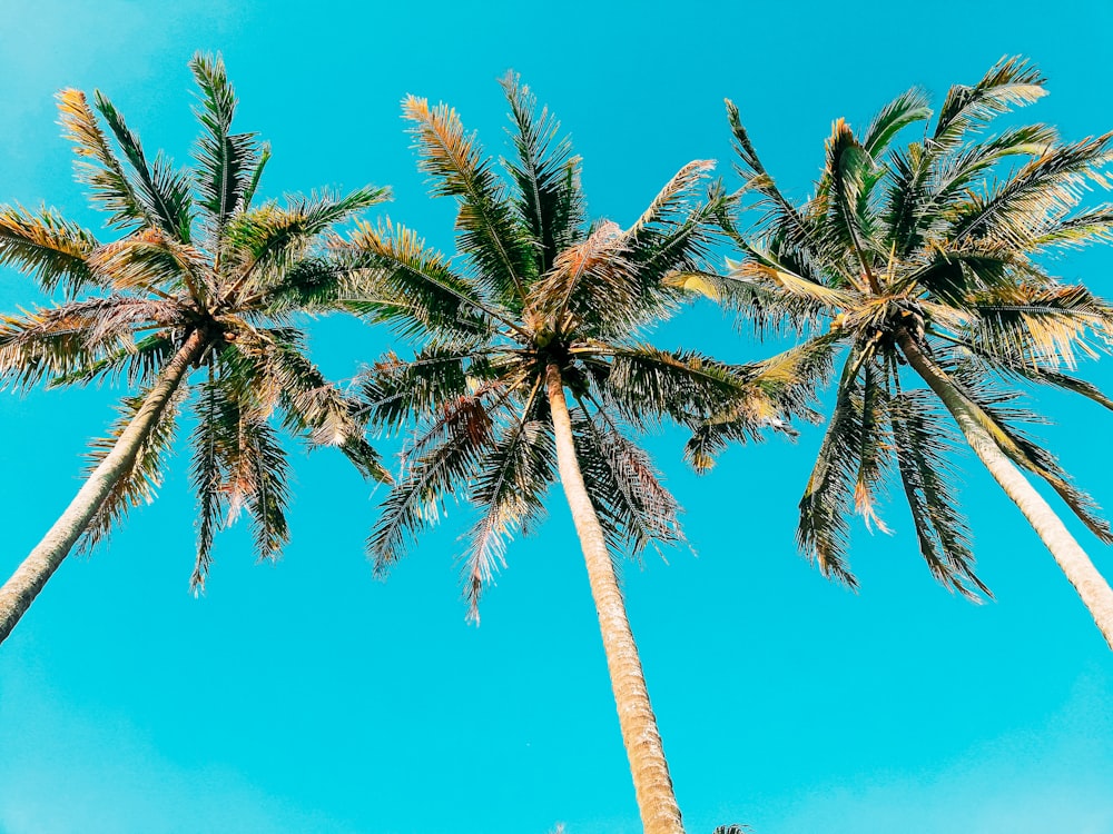 green palm tree under blue sky during daytime