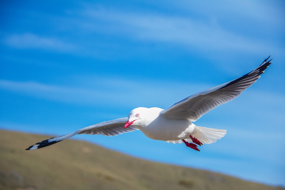 white gull flying under blue sky during daytime