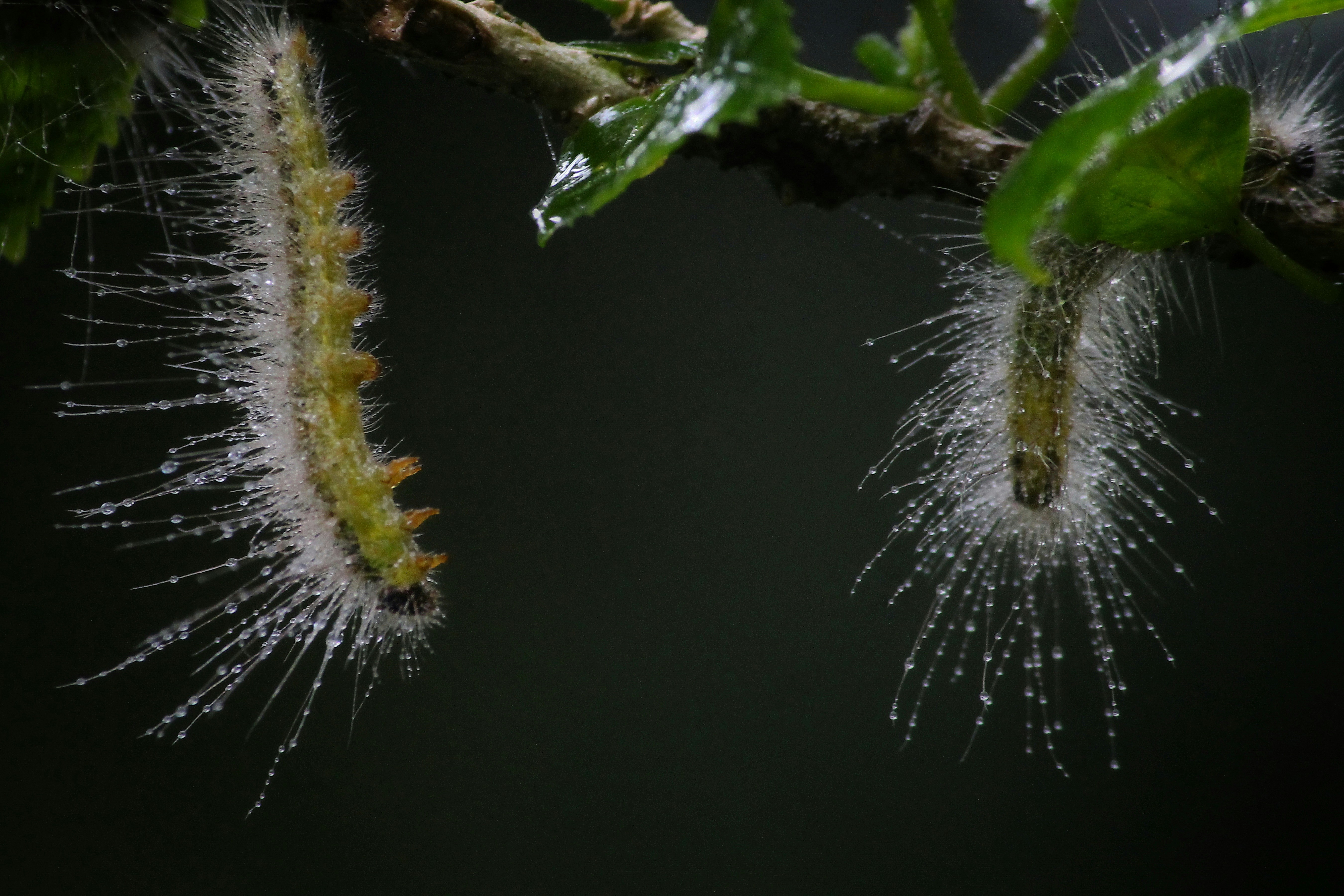 Photo by dibakar16roy