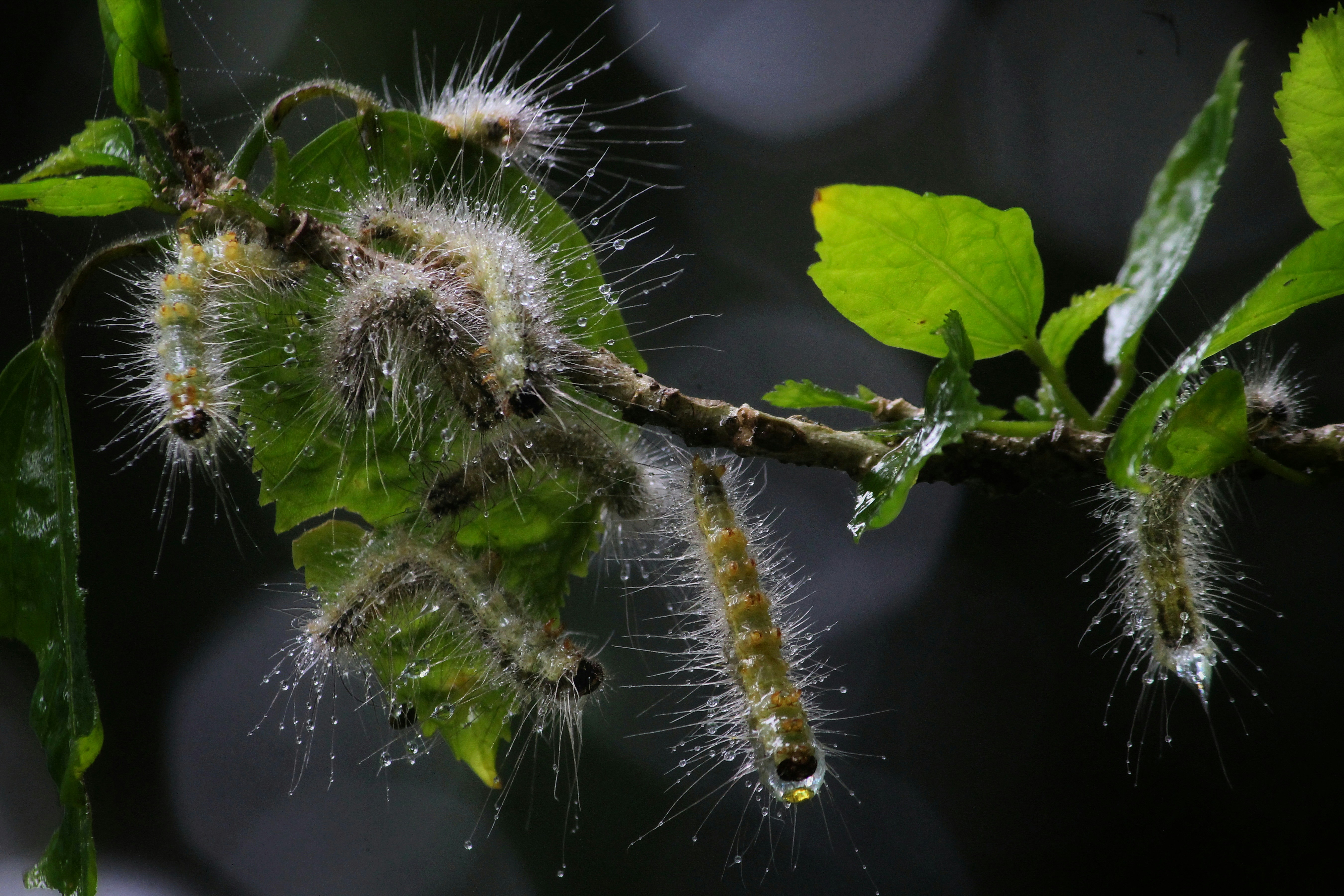 Photo by dibakar16roy