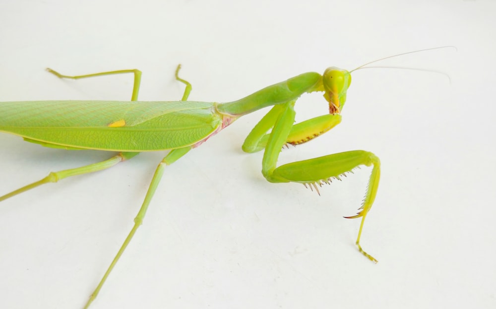 green praying mantis on white textile