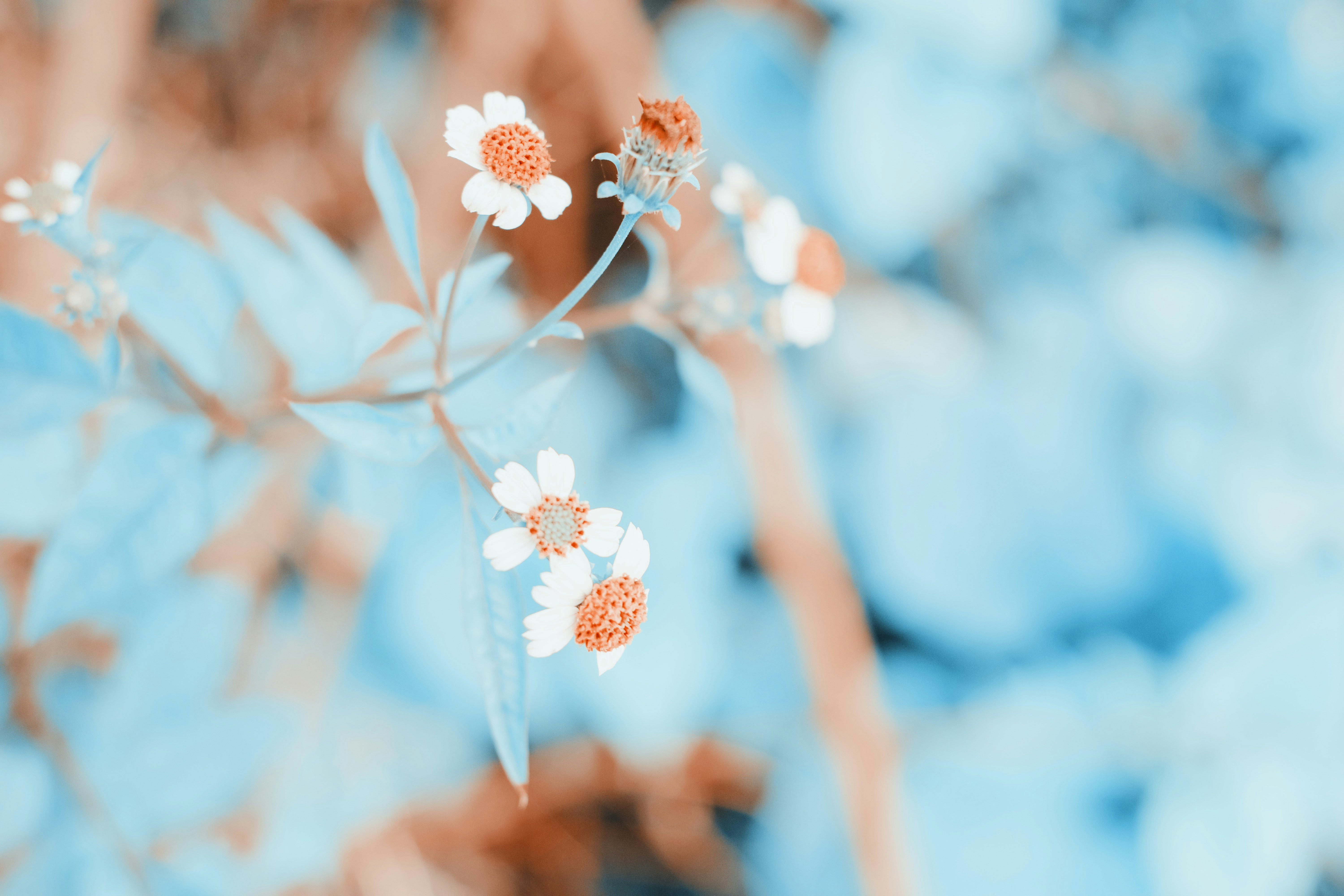 Photo by xiexianghua