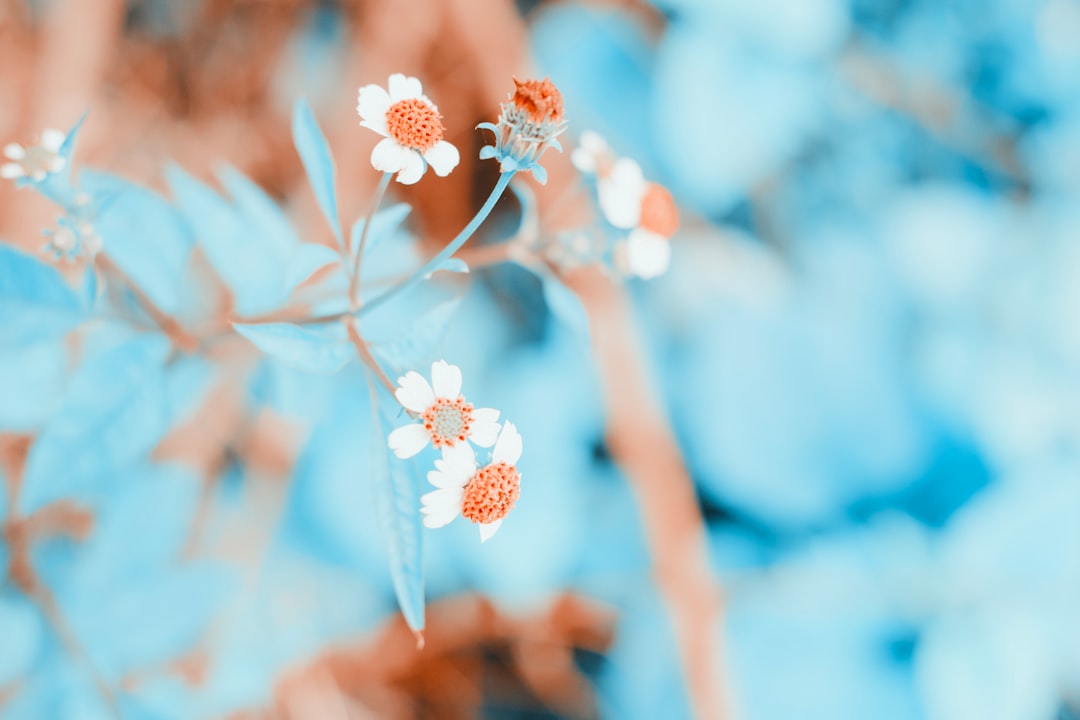 white and pink cherry blossom in close up photography