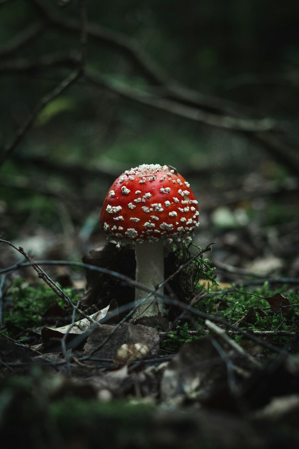 red and white mushroom in the forest