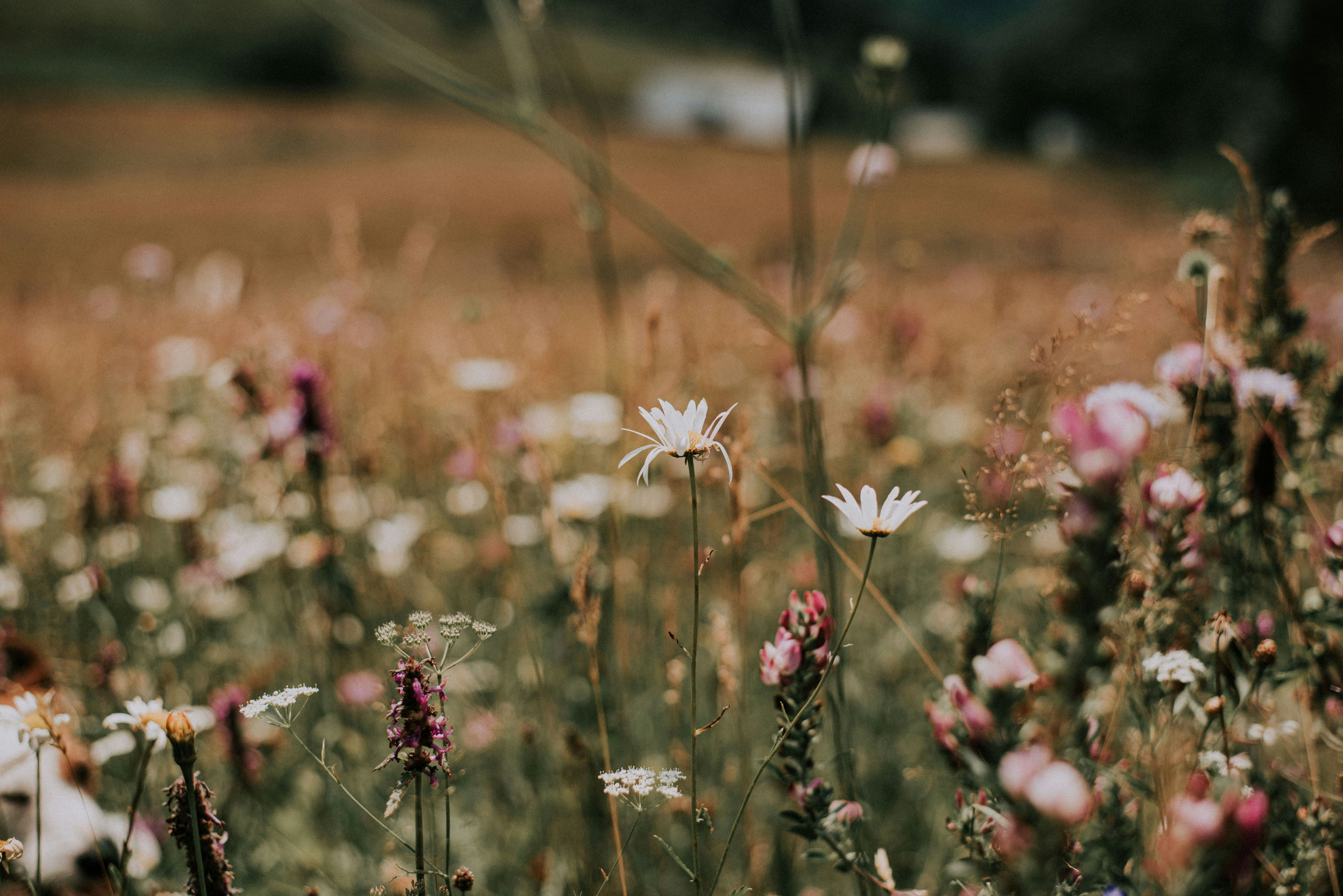 틸트 시프트 렌즈의 흰색과 분홍색 꽃