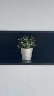 Close-up of a vibrant green plant in a minimalist ceramic pot on a sleek shelf.