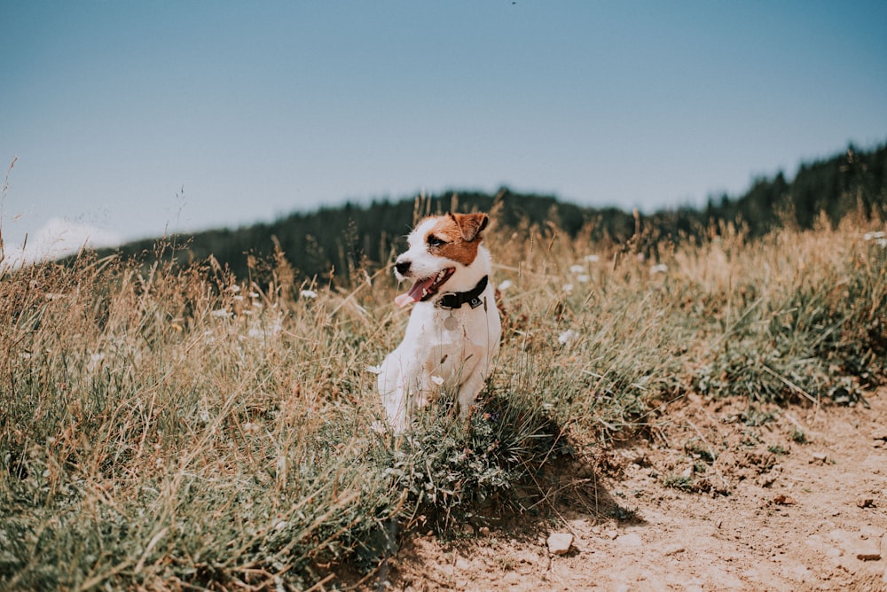 white and brown short coated dog on brown field during daytime