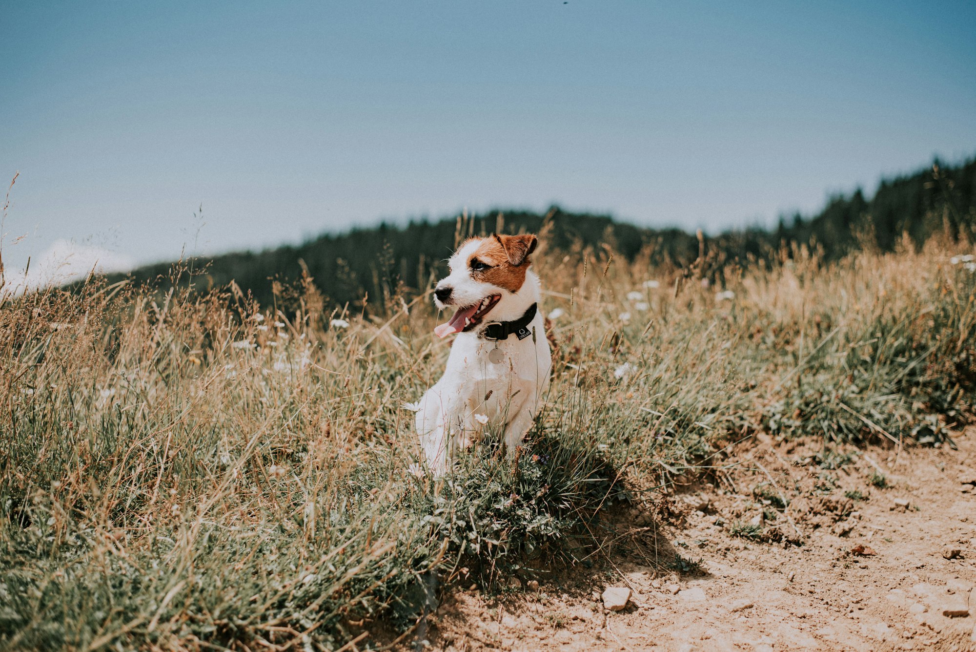 Are Jack Russell Terrier Good Family Dogs?