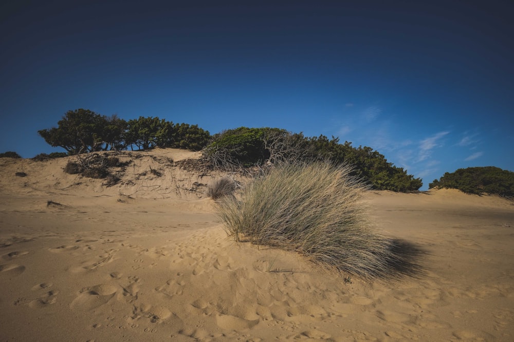 brown grass on brown sand under blue sky during daytime