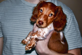 A cute, brown and white puppy with floppy ears, being gently held by a person wearing a light green, striped shirt. The puppy looks directly at the camera with expressive eyes, giving an impression of curiosity and affection.