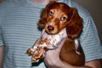 A friendly breeder answering questions via video call with a new owner.
