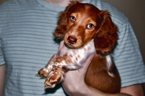 A cute, brown and white puppy with floppy ears, being gently held by a person wearing a light green, striped shirt. The puppy looks directly at the camera with expressive eyes, giving an impression of curiosity and affection.
