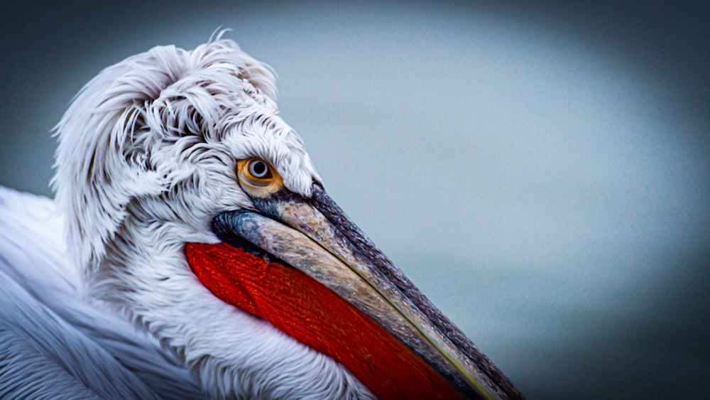 white and orange pelican bird