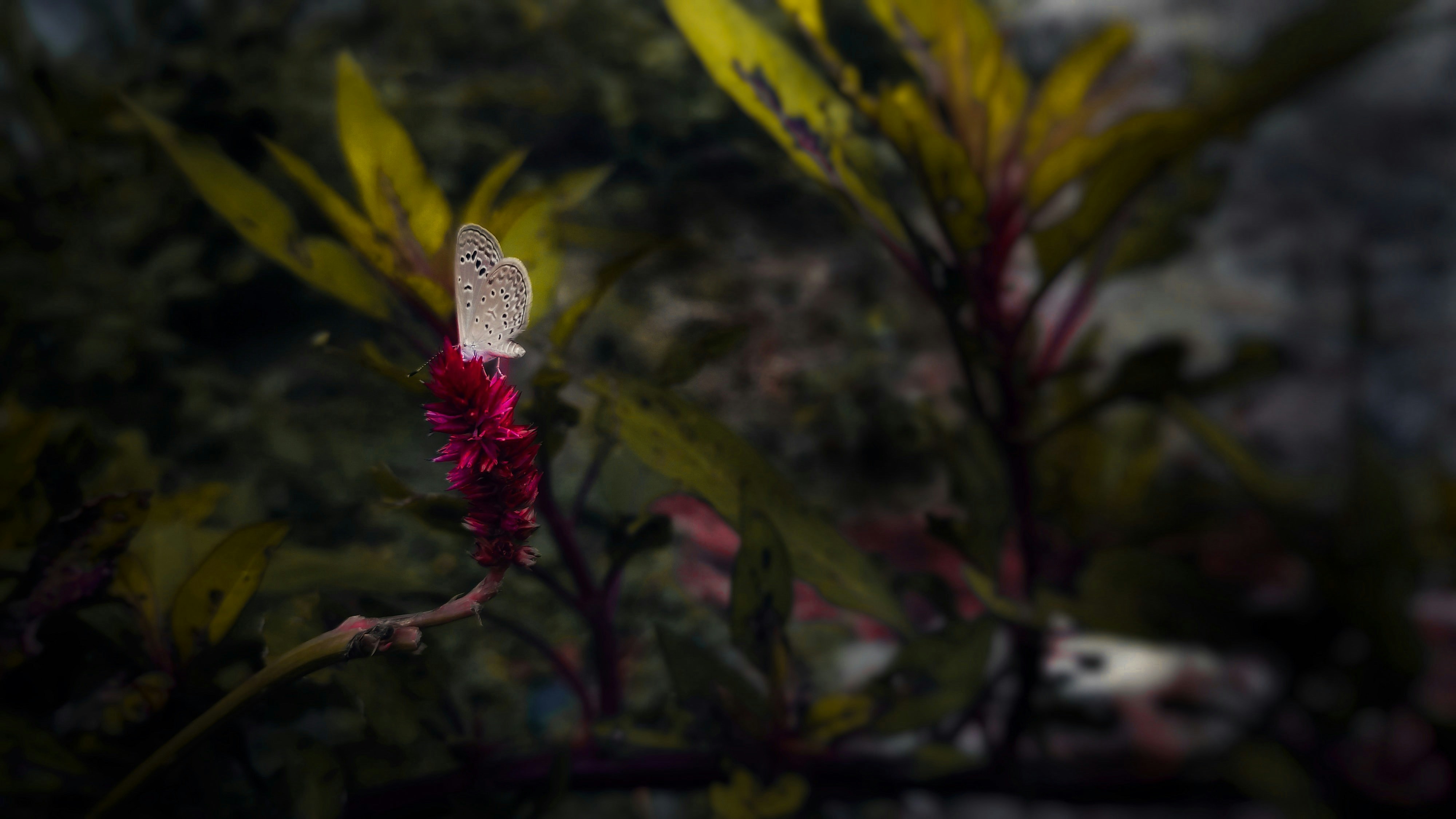 ביהאר,  מֶזֶג אֲוִיר