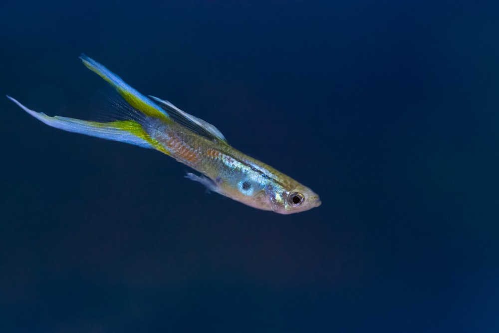 blue and yellow fish in water