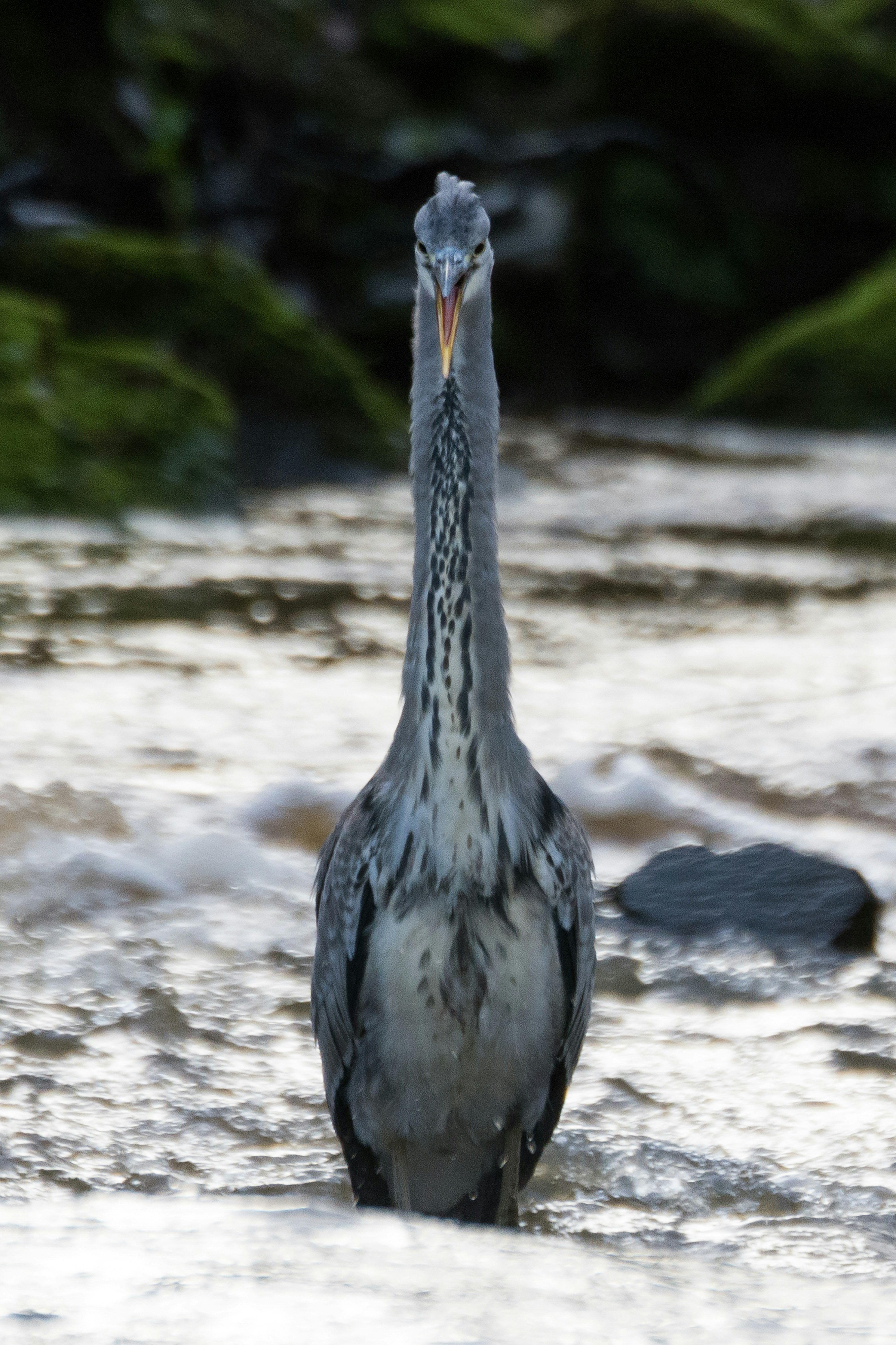 Photo by garyellisphoto